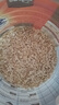 西麦即食燕麦片1980g 谷物代餐早餐膳食纤维无额外添加蔗糖 实拍图