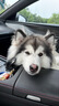 伊珊娜意大利进口isb宠物沐浴露泰迪比熊长毛犬开结柔顺青苹果香波500ml 实拍图