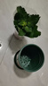 长寿花盆栽重瓣大花带花苞花苗四季室内开花好养的花卉植物 1.米橙(带花苞)送肥料 含加仑盆 实拍图