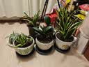 芷郁绿植盆栽托盘垫接水圆形防烂根树脂花盆底座托盘 特厚270型3个 实拍图