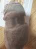 蓓安适一次性内裤【加大】无菌纯棉旅行便携免洗短裤4条装 平角男灰5XL 实拍图