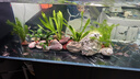 沃韦朗（VOONLINE）鱼缸灯水草灯LED全光谱草缸水族夹灯 【观赏鱼版】沃韦朗夹灯25W 实拍图