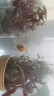 宠小侠水草植物鱼缸真草造景生态全套摆件养鱼增氧铺底阴性水培净化绿植 入缸成景套餐（适合30-40cm缸） 晒单实拍图