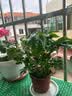 幸福树平安树绿植花卉小盆栽室内客厅办公室四季常青植物净化空气 特价幸福树1盆多颗原盆发货 实拍图