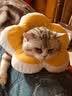 华元宠具（hoopet）猫咪伊丽莎白圈项圈宠物狗狗圈耻辱圈颈圈脖圈头套犬防舔头罩头套 实拍图