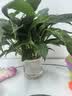 年宵花【热销款】白掌一帆风顺盆栽水培植物绿植过年装饰摆件年货 【店主推荐】特级白掌6-8株带花+早安盆+营养液 实拍图