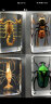 艺馨维尼真实昆虫标本套装透明树脂创意幼儿园教学观察玩具蝎子蜘蛛甲虫 毛蜘蛛+绿色金龟+土蜂+蝎子4个装 其他长方形尺寸  独立 实拍图