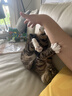 jollybaby婴儿玩具抽抽乐车挂件感官锻炼益智床铃拉拉乐-农场三角形抽抽乐 实拍图