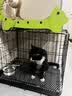贝初众狗笼子大中小型犬带厕所折叠便携猫笼子超大号狗狗围栏宠物笼 黑色60*42*50cm【15斤内】 托盘+脚垫 折叠免安装 实拍图