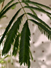 苏泊尔（SUPOR）烤肉锅电烤盘 家用电烧烤炉电烤炉多功能锅烤串烤肉一体不沾烤串机可拆3-5人用GJ3723P805 实拍图
