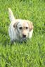 Orijen渴望狗粮 六种鱼 幼犬成犬全价鱼肉美毛进口犬粮11.4kg效期26/12 实拍图