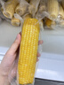 京鲜生&爷爷和月月一级果三色玉米单棒250g+*6棒共3斤真空包装源头直发 实拍图