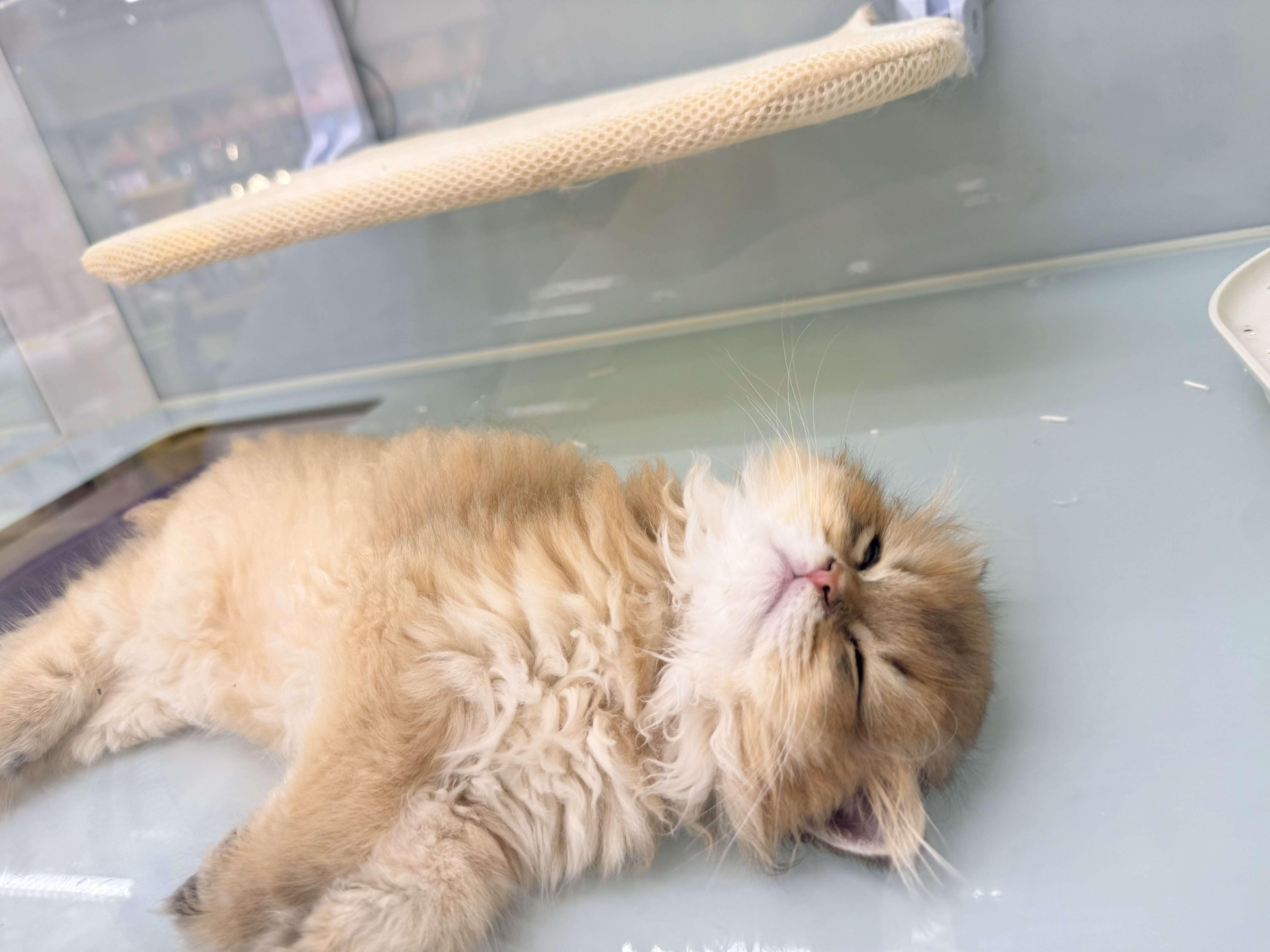 K9鲜肉猫粮幼猫成猫通用冻干肉绒益生菌黑金粮鸡肉乳鸽配方10kg 实拍图
