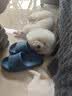 猫咪狗狗驱虫药体外滴剂去跳蚤宠物幼犬打虫药金毛泰迪体外驱虫药非泼罗尼滴剂 【犬用】体外驱虫1支1盒【拉新专享】 实拍图