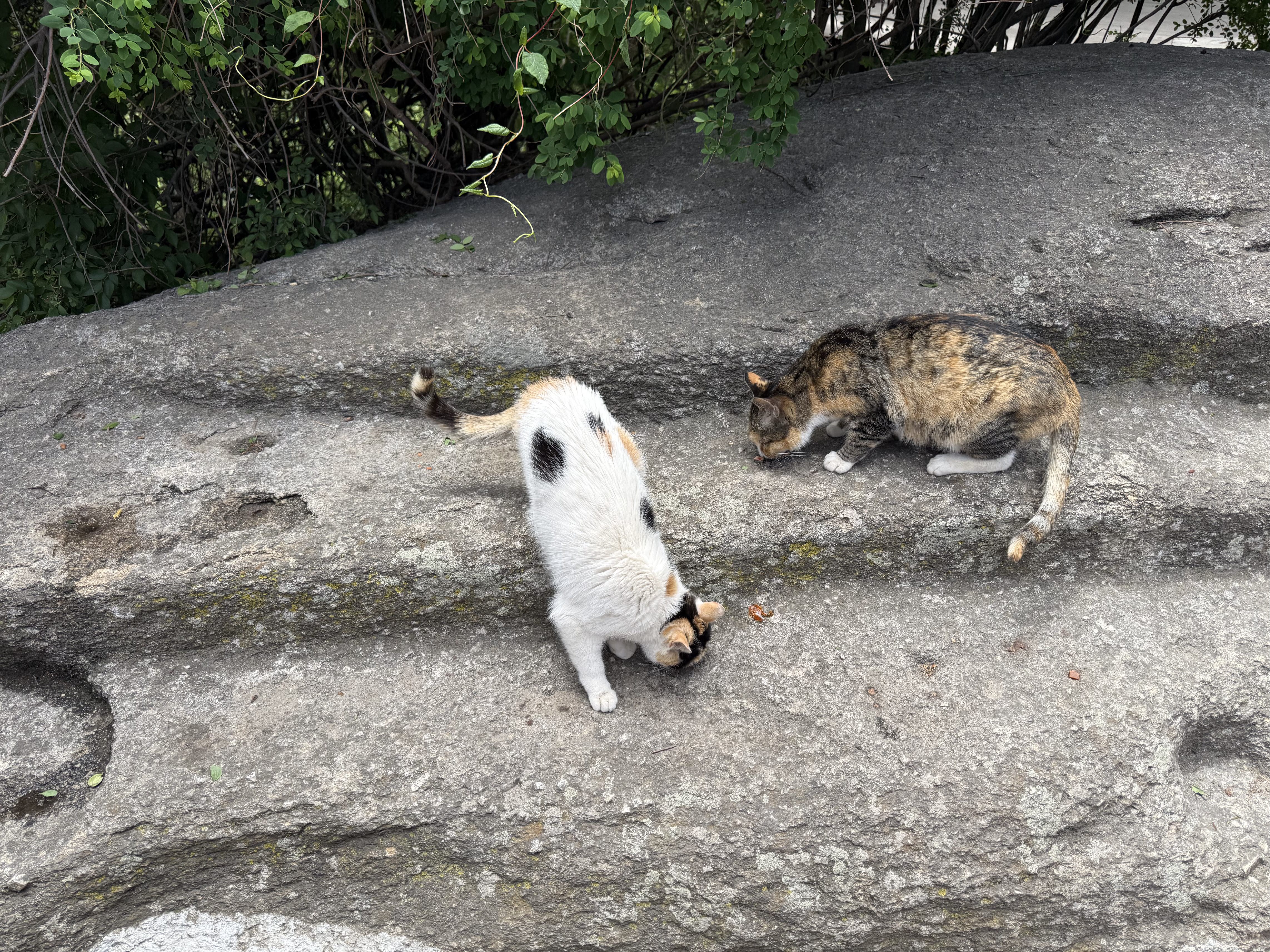 麦富迪猫罐头 barf霸弗主食猫罐头猫咪零食湿粮成猫呵护泌尿100g*12罐 实拍图