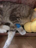 澳龙AD犬猫主食罐头湿粮主食罐情绪舒缓营养补充康复护理湿粮85g*3 实拍图