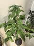 国光50%多菌灵杀菌剂兰花卉植物土壤消毒黑斑白粉叶斑病农药杀菌剂 实拍图