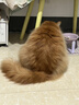 LEGENDSANDY蓝氏 全价猫粮成猫幼猫生骨肉冻干粮 猎鸟乳鸽系列兔肉口味1.5kg 实拍图