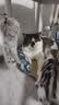 光多拉猫咪玩具兔毛八爪鱼逗猫棒自嗨解闷幼猫捕猎兔毛仿真章鱼丰荣玩具 实拍图