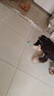 欢宠网猫玩具猫咪自动逗猫老鼠电动球自嗨解闷神器磨牙猫猫小猫幼猫宠物 实拍图