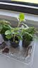 IAM City Farmer含羞草种植盆栽 小学生科学趣味diy盆栽 植物观察窗发芽生长10032 实拍图