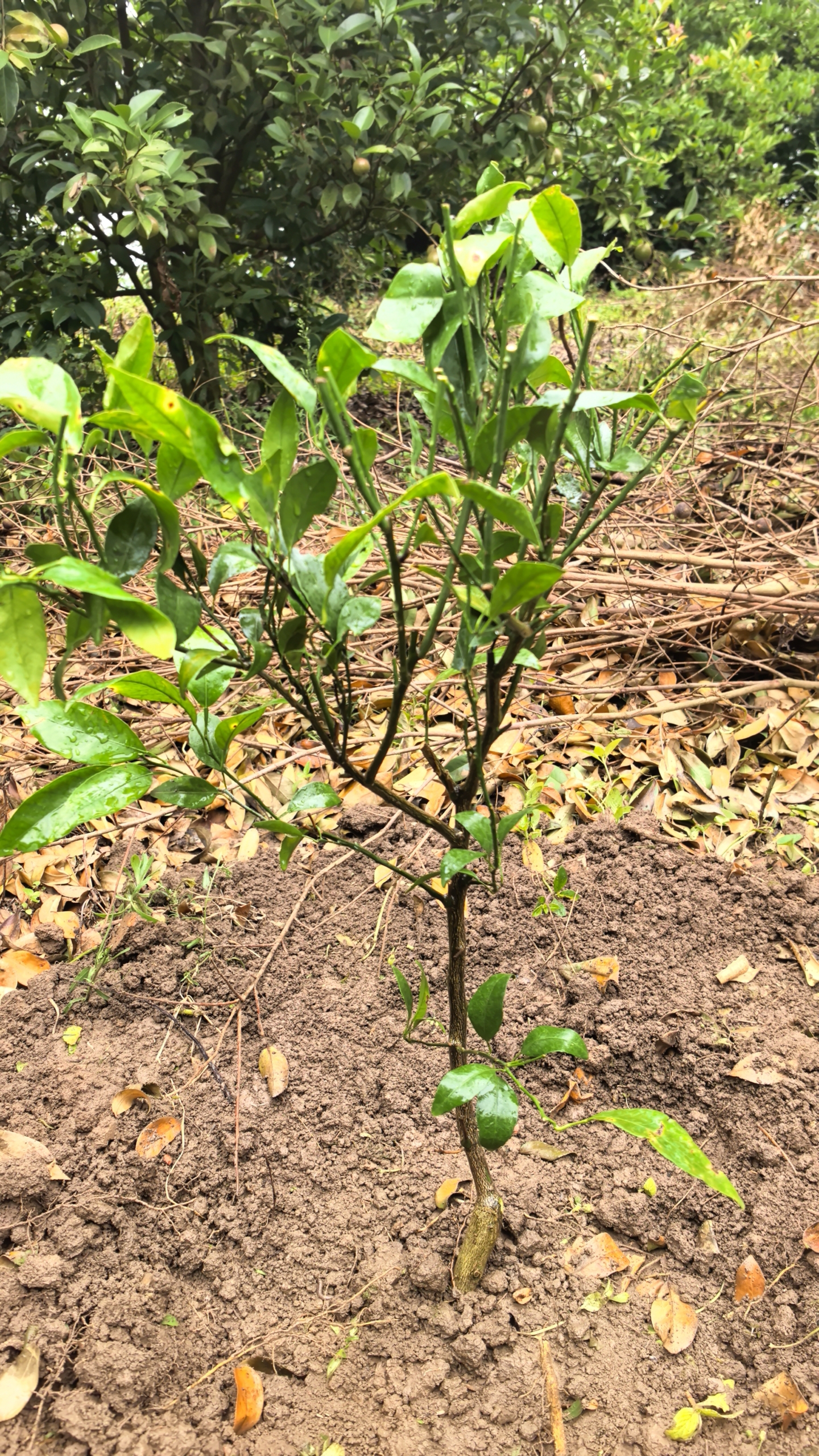 CHUANGSHIJI沙糖桔树苗南方北方种植橘子树苗柑桔果树果苗嫁接砂糖地栽盆栽 6年粗壮大苗 (死苗包补 带土球发死苗包补 81cm(含)-110cm(含) 实拍图