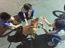宝路狗磨牙棒狗零食 洁齿棒成犬狗狗通用犬金毛泰迪柯基 75g*3包 实拍图