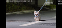 网易严选猫零食猫条猫湿粮成猫幼猫通用猫咪零食 三文鱼+扇贝口味12g*6条 实拍图