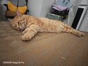 普安特猫咪狗狗宠物复合维生素片维生素b皮肤病视力衰退掉毛美毛金维葆 实拍图