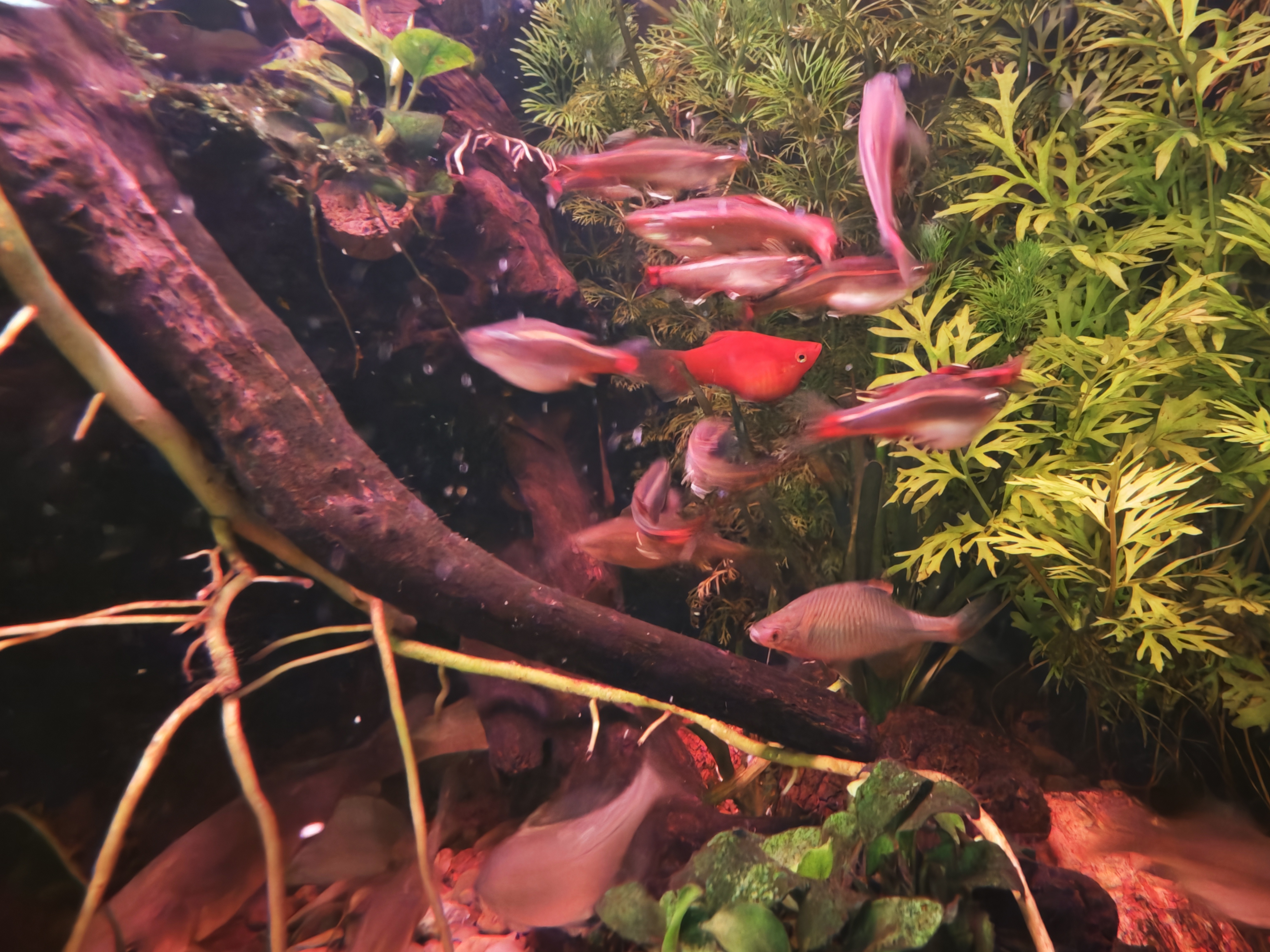 沃韦朗（VOONLINE）鱼缸灯水草灯LED全光谱草缸水族夹灯 【七色调光定时】沃韦朗夹灯25W 实拍图