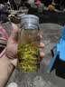 乐品乐茶高山绿茶浓香耐泡高性价比口粮茶特级明前春茶 500g自饮2026新茶 实拍图