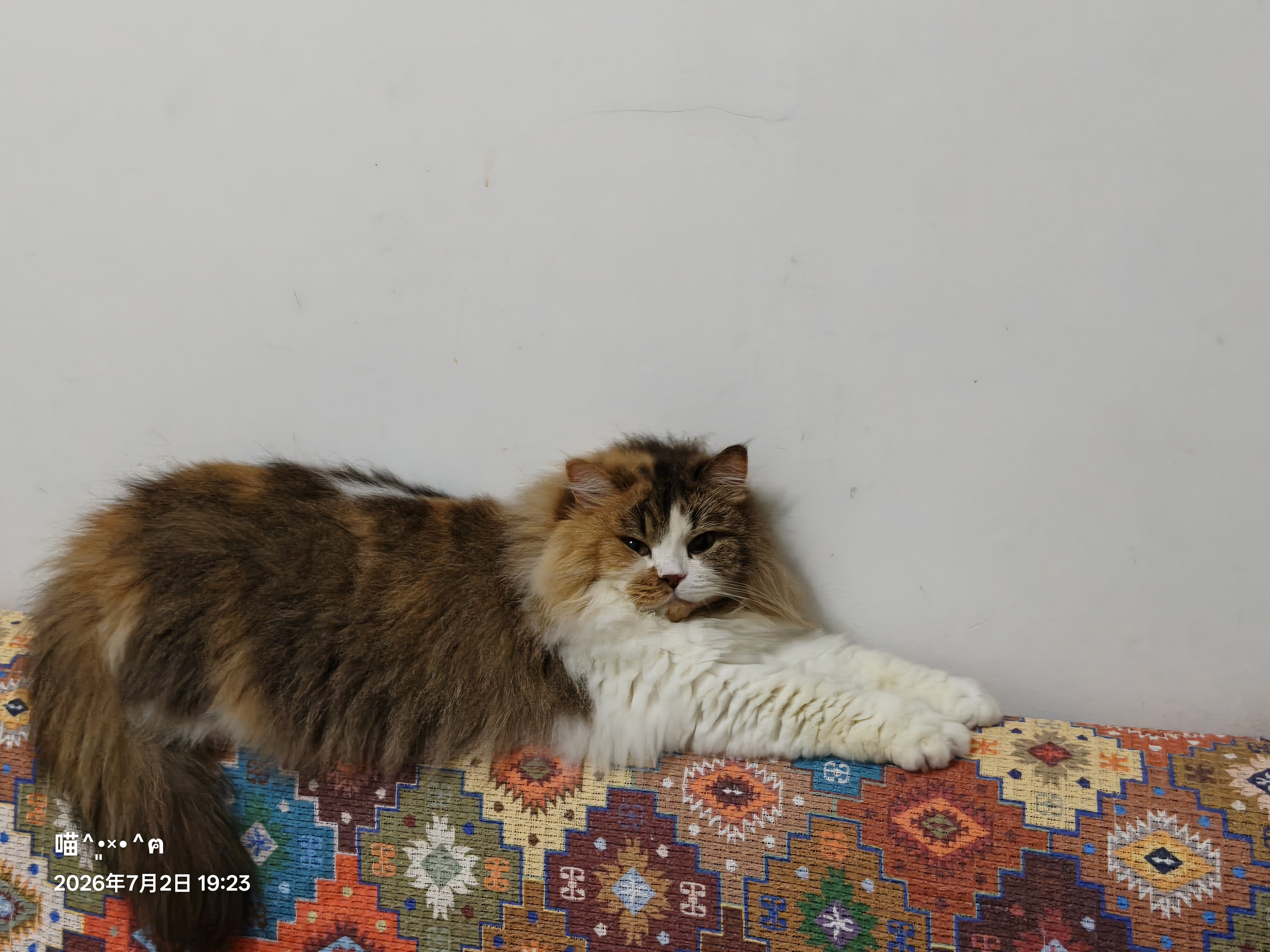 冠能猫粮室内成猫猫粮7kg 全价猫粮 添加膳食纤维 控制毛球 实拍图
