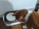 蔻丝可调节防漏食陶瓷猫碗护颈双碗固定架防打翻宠物猫狗食盆水碗 实拍图