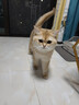 约克先生宠物猫零食猫咪营养猫草酥排毛化毛球80根冻干鸡肉羊奶猫草棒45g 实拍图