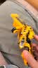变形金刚（Transformers）儿童男孩玩具车模型手办周边模玩礼物SS49加强级大黄蜂 E7195 实拍图