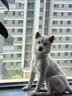 李宁护膝半月板损伤运动滑膜关节炎韧带积液专用髌骨登山篮羽毛球跑步 实拍图