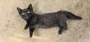 亿迪 猫粮幼猫成猫冻干大袋20斤全价英短布偶蓝猫全阶段 实拍图