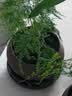文竹盆栽绿植花卉盆景植物室内客厅水培文松云竹文竹大苗四季常青 文竹+舍得陶瓷盆+塑料圆底托 高度15-25cm 实拍图
