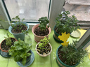 花盆绿植盆栽加厚塑料简约多肉小盆阳台客厅月季玫瑰大号家用花盆 矮款1加仑(口径15cm)2个盆 不带托盘 实拍图