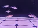 森森（SUNSUN）大型鱼缸底过滤水族箱客厅家用落地玻璃生态金鱼缸 超白款升级底滤 0.8米长35cm宽（黑白灰可选） 实拍图