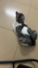 城市理享云朵轻轻无香低敏纯木薯猫砂2.5kg*4 强除臭0香精0甲醛瞬间结团 实拍图