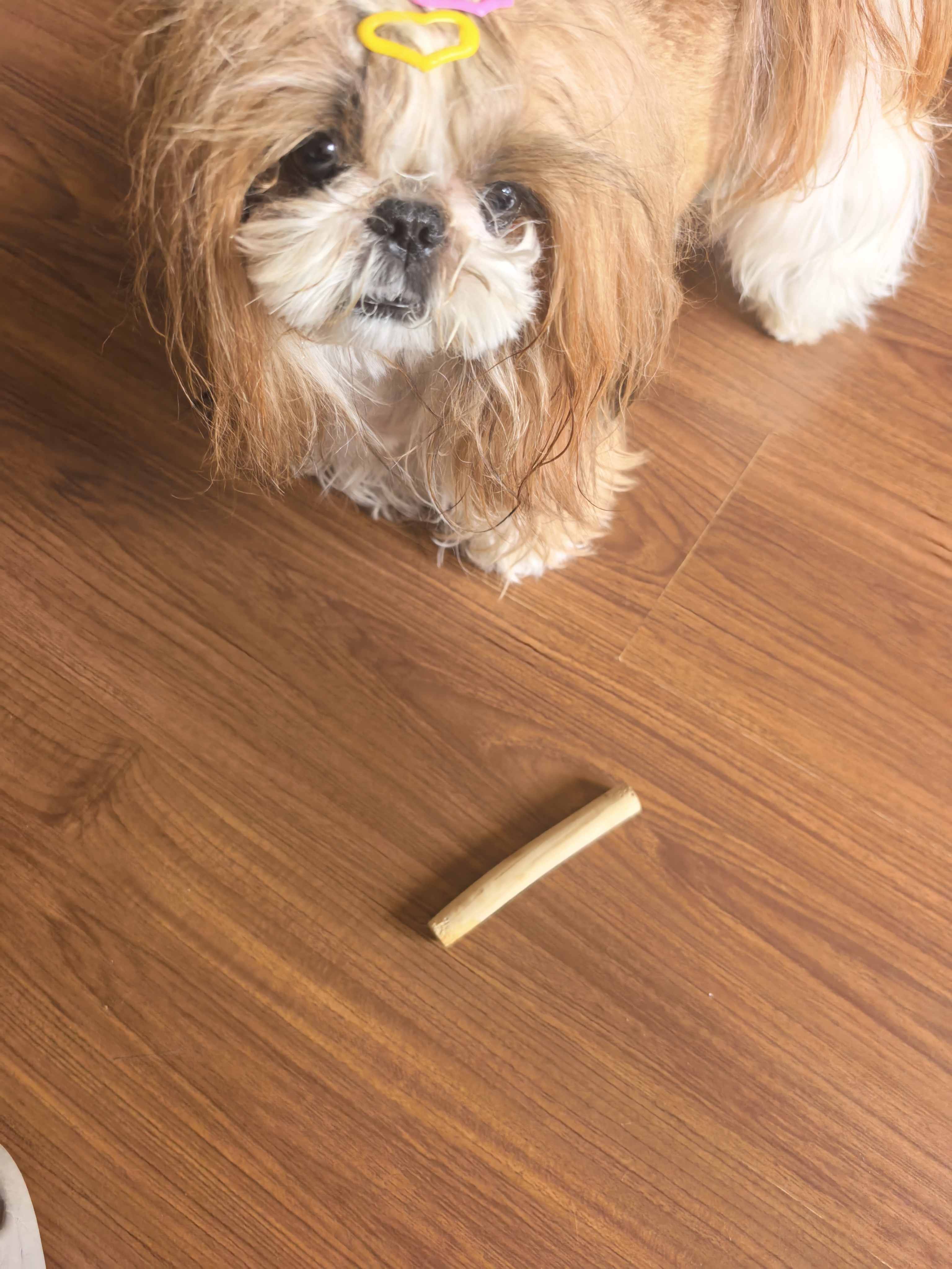 HELLOJOY咖啡木磨牙棒狗狗宠物玩具洁牙洁齿大中小型幼犬防拆家专用耐啃咬 实拍图