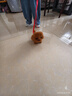 Honey Joy仿真毛绒儿童玩具会走路会叫电动拉布拉多棕色男孩女孩生日礼物 实拍图