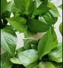 京东绿植绿萝盆栽除甲醛花卉绿植办公室新房净化空气110款10盆装源头直发 实拍图