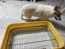 HELLOJOY狗厕所中型小型犬专用防踩屎便盆尿尿盆非不锈钢大小便神器狗砂盆 实拍图