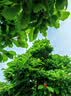 浪莎儿童袜子女童夏季超薄水晶袜女孩宝宝百搭花边短袜 实拍图