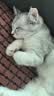 派乐特 猫奶瓶幼猫新生宠物幼犬狗狗喂奶器小猫奶嘴猫咪用品 针管喂奶器 实拍图