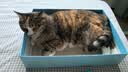 伯纳天纯生·鲜系列Ultra成猫幼猫冻干猫粮深海御鲜8kg 实拍图