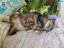 红狗营养膏58g*3支 猫咪营养膏猫咪维生素微量元素狗狗 实拍图