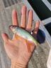 龙王恨鱼饵蓝鲫X5腥香综合通杀钓鱼饵料湖库黑坑野钓鲫鲤草青鳊鱼食鱼饵 实拍图